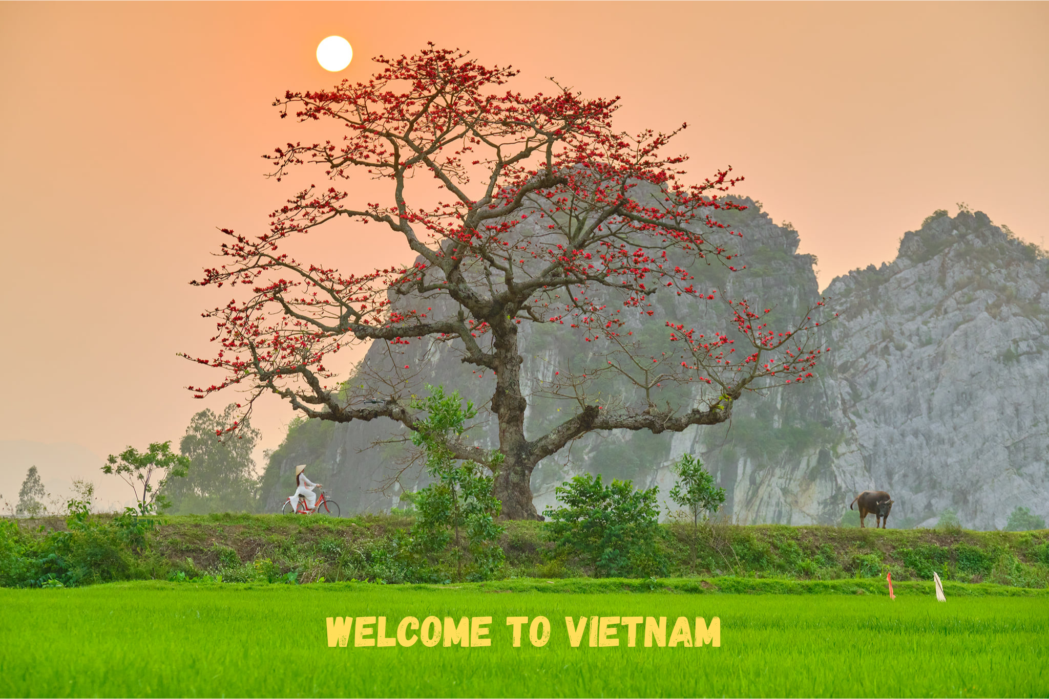Get ready for the Vietnam trip!