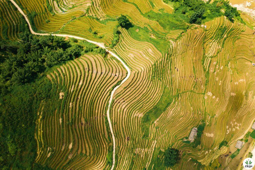 Sapa-terraces