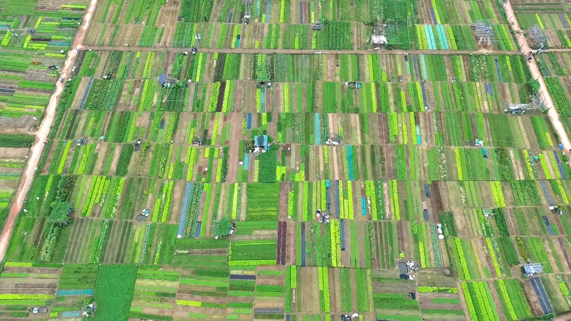 Community-Based Tourism: Tra Que Herb Village Day Trip